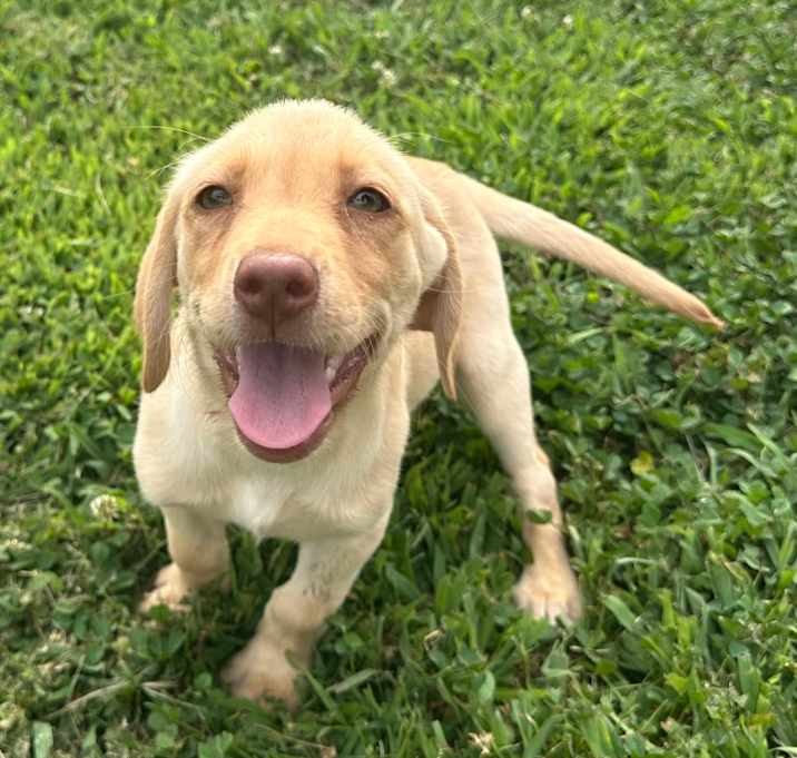 Photo of Laney