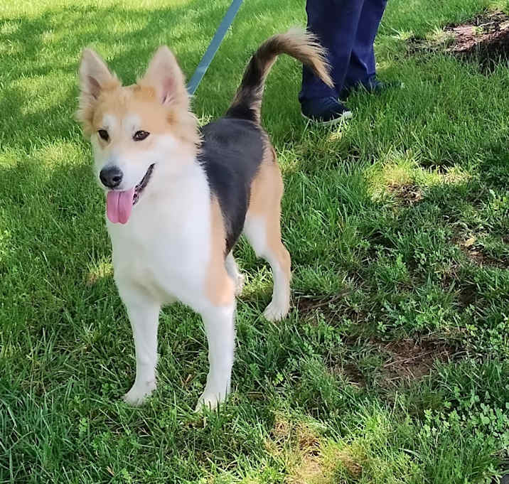 Photo of Jasmine * Adoption Pending