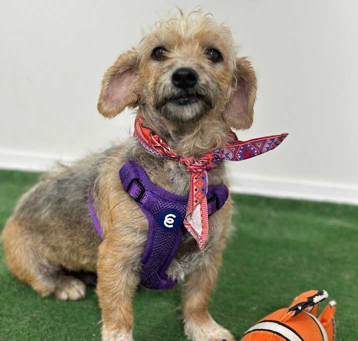 Photo of Luna Lu
