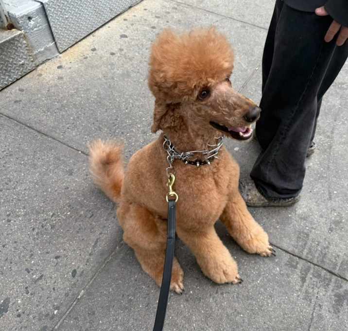 Photo of Teddy