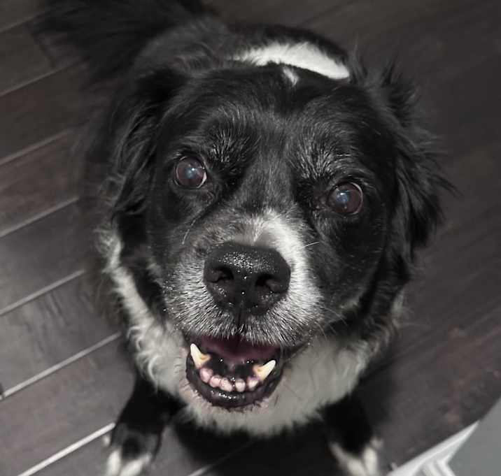 Photo of Bella