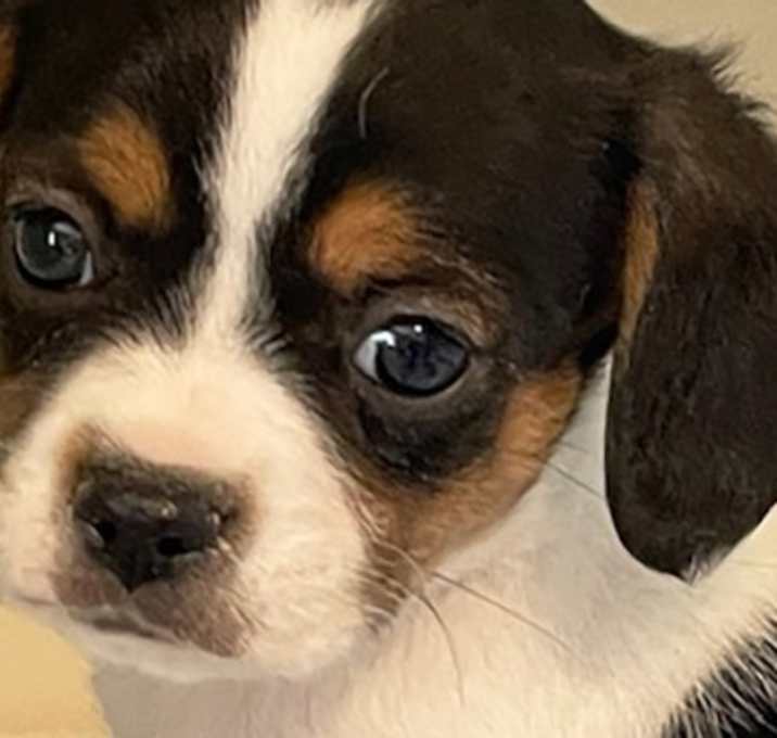 Photo of SHAMROCK (SIMPLY ADORABLE!!)