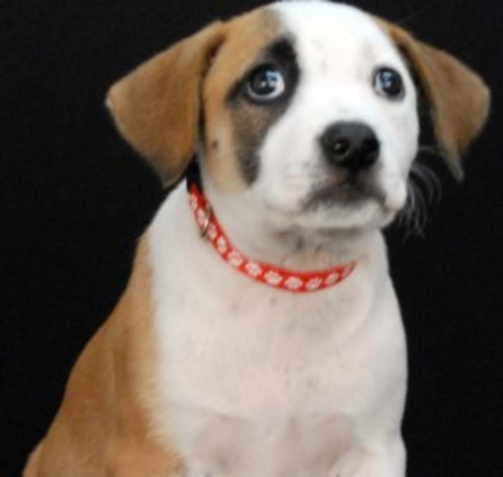 Photo of Liberty Belle