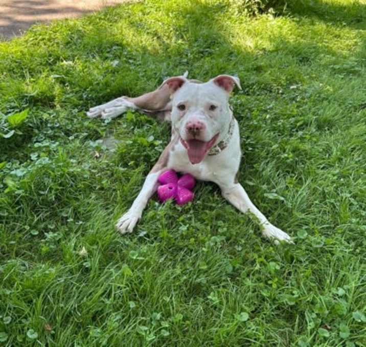 Photo of Badger III (foster)