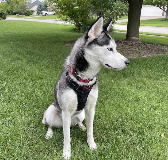 Photo of Kona