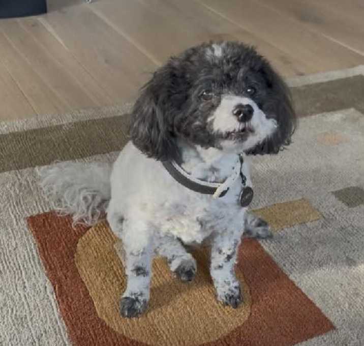 Photo of Zorro