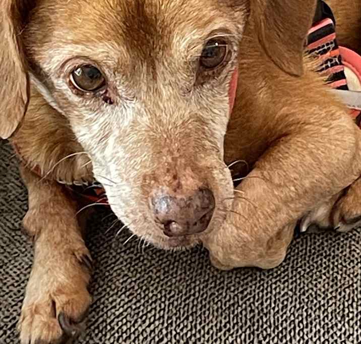 Photo of Chapo