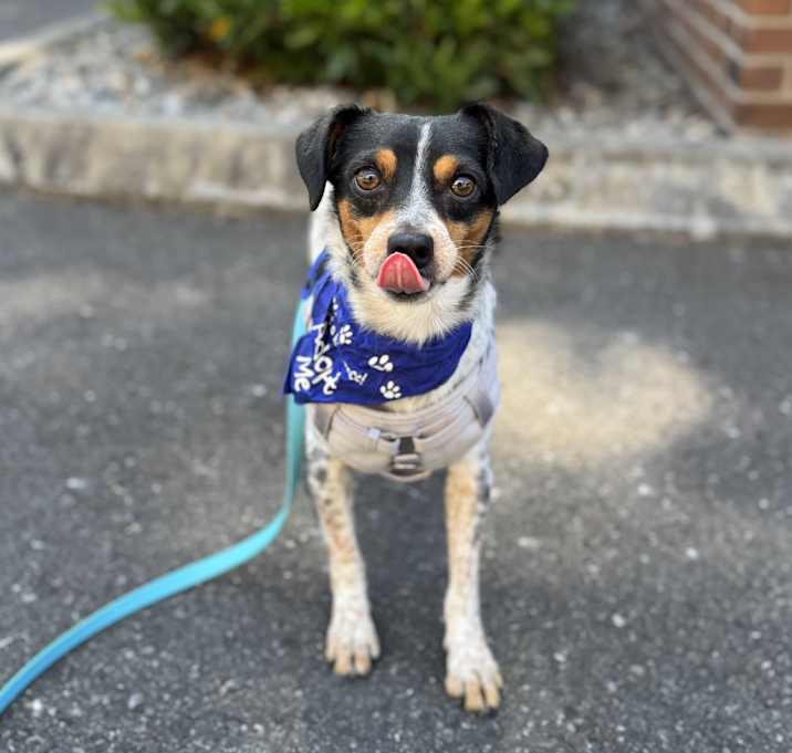 Photo of Patches