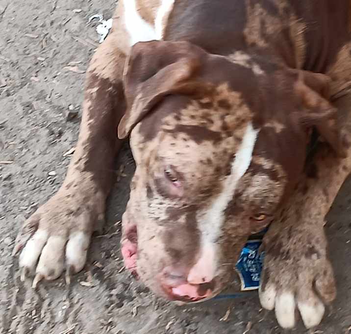 Photo of Butt head