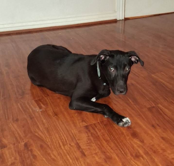 Photo of Buddy