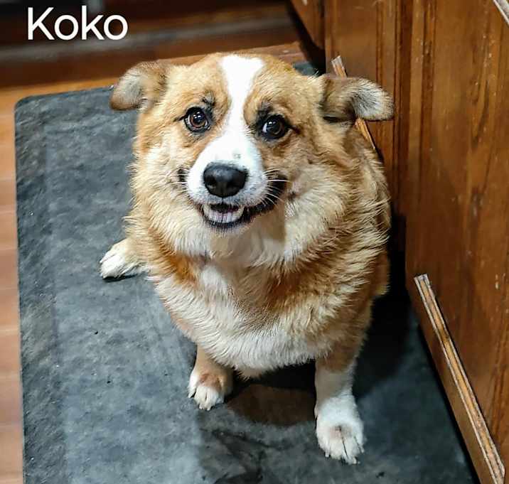 Photo of KoKo