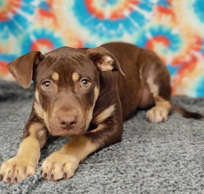 Photo of Latte 25/378