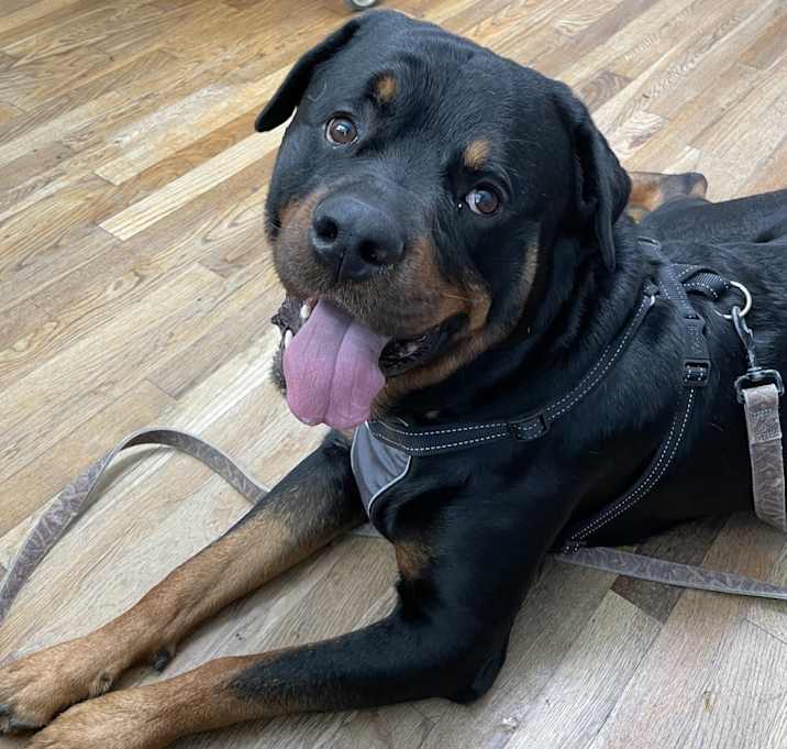 Photo of Odin