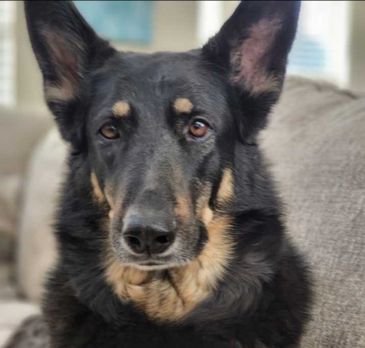Photo of Olive