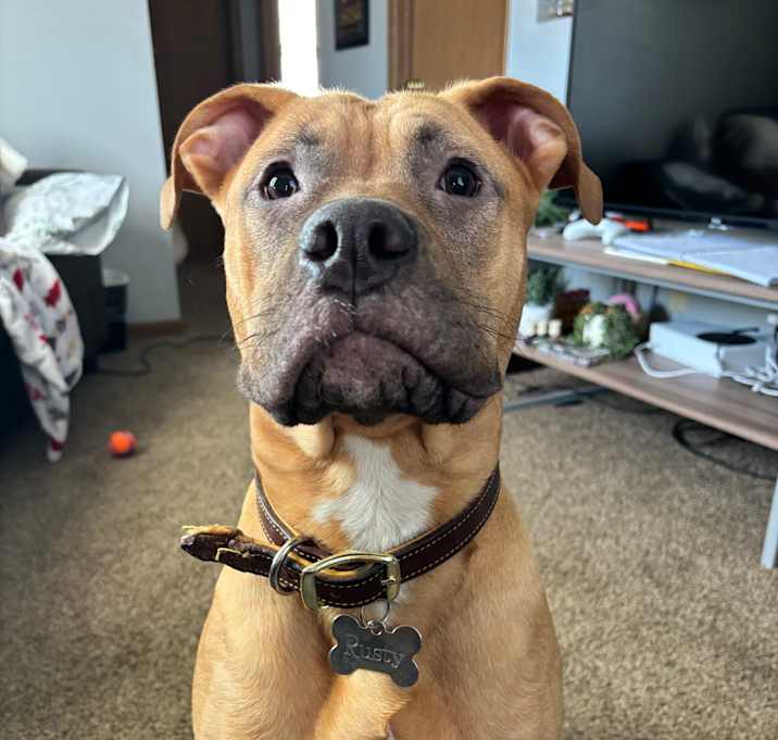 Photo of Rusty