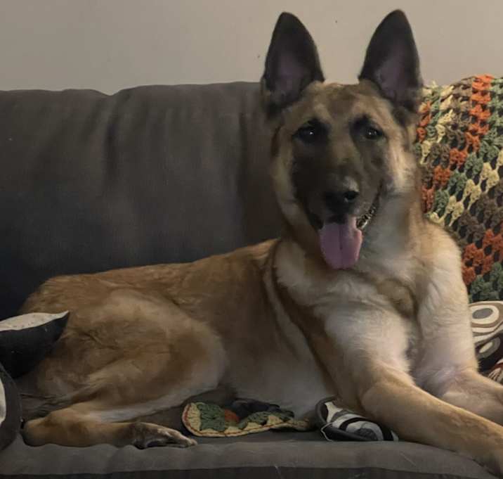 Photo of Puppers