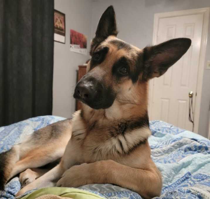Photo of Sledge
