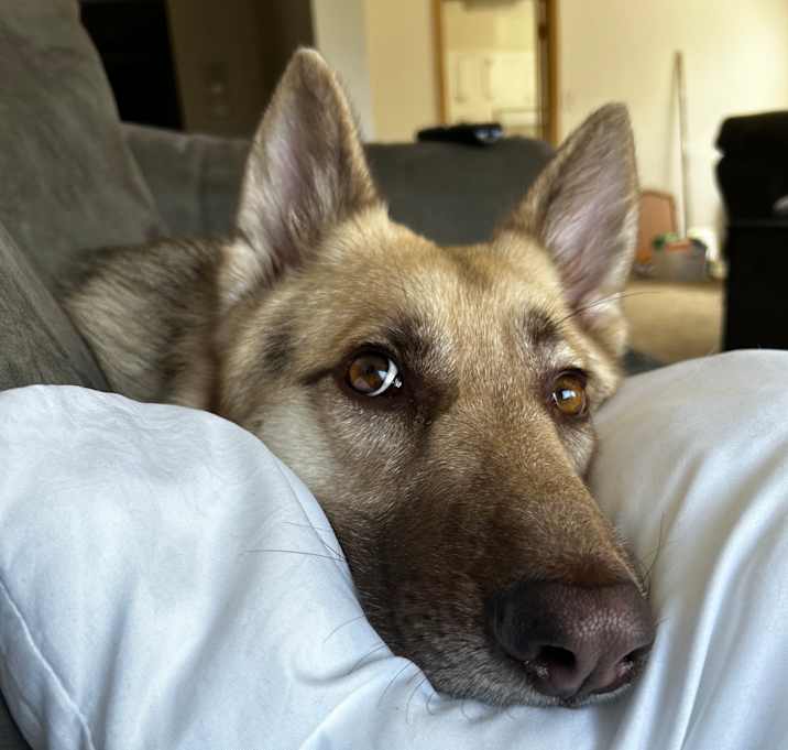 Photo of Beau