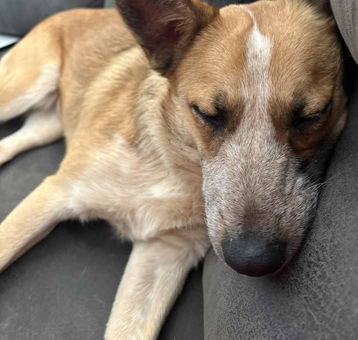Photo of Cinnamon