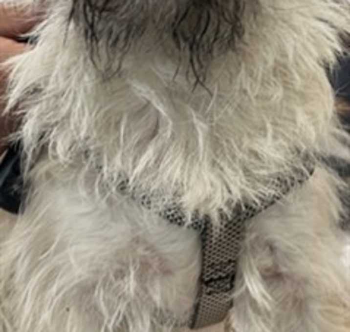 Photo of Luna