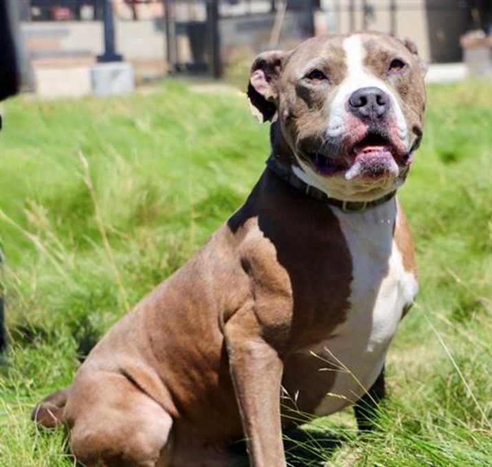 Photo of BUBBA