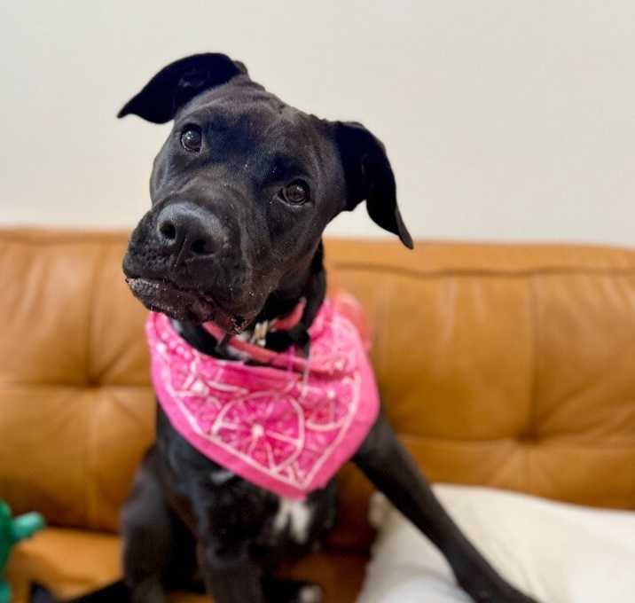 Photo of Beverly Beans Keeper of the couch