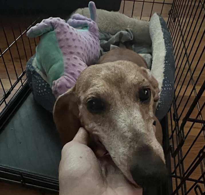 Photo of Peanut