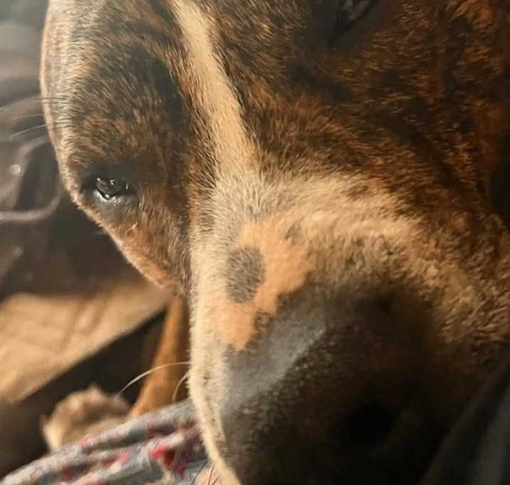 Photo of Callie
