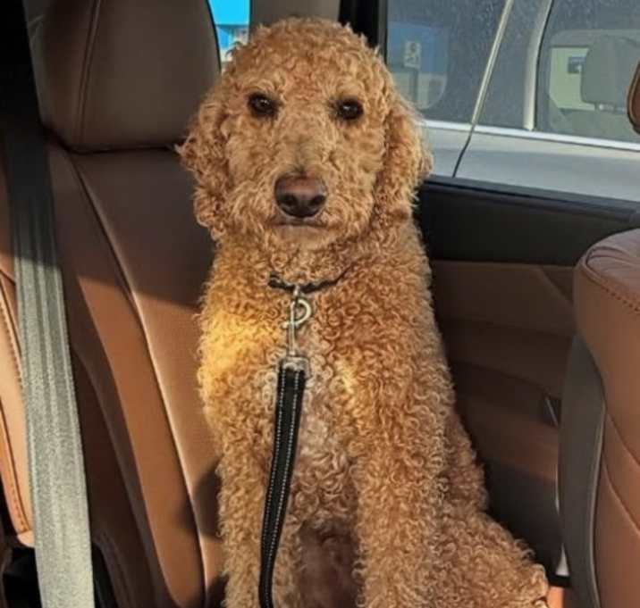 Photo of Cooper