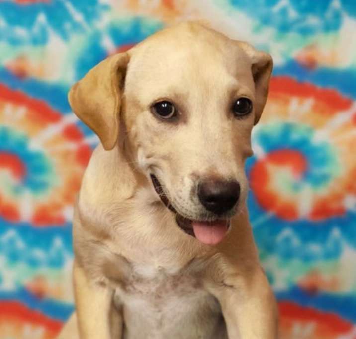 Photo of Louie 25/409