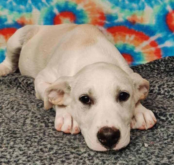 Photo of Lenny 25/408