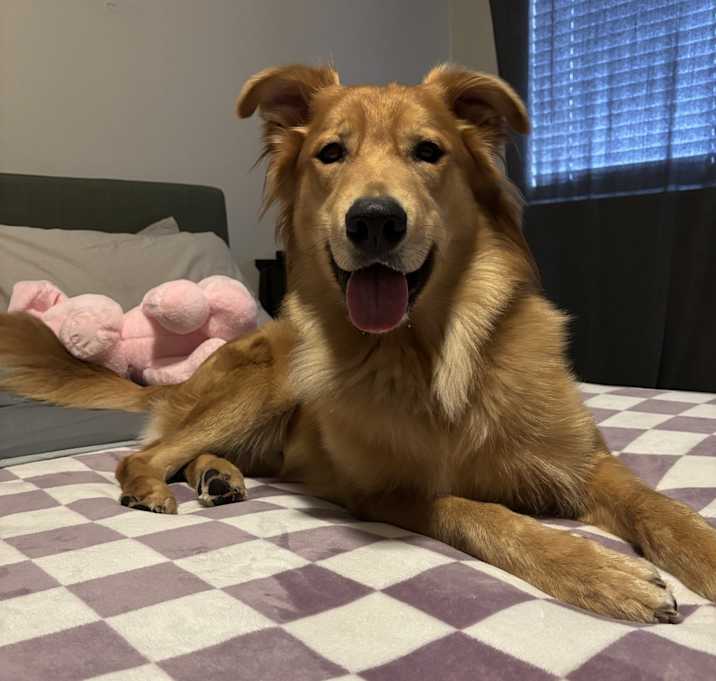 Photo of Moose