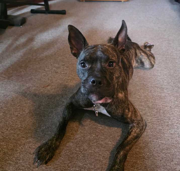 Photo of Piper