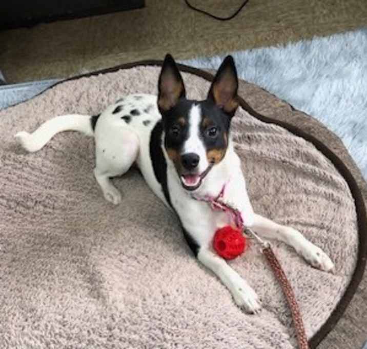Photo of Patch