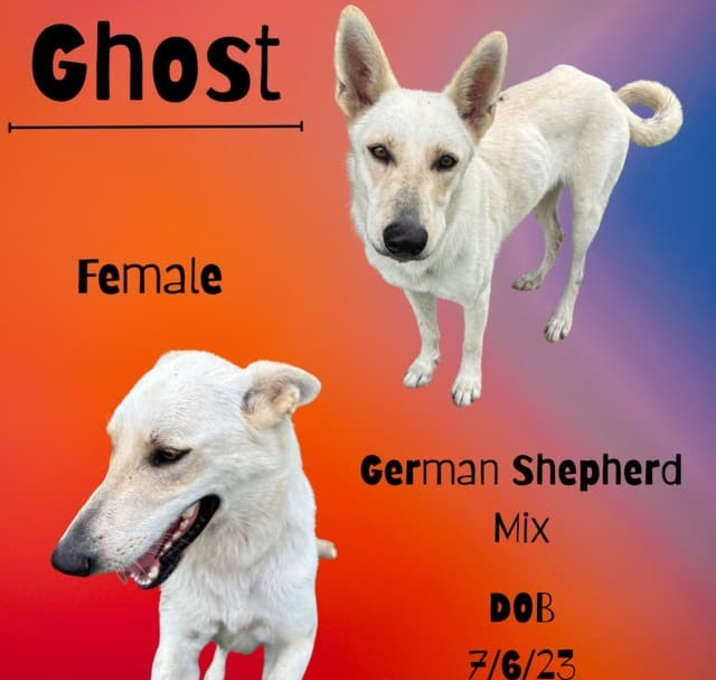 Photo of Ghost