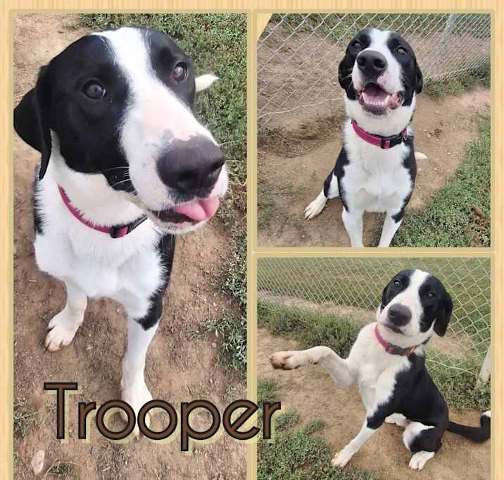 Photo of Trooper