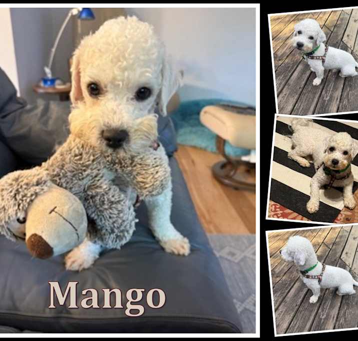 Photo of Mango - IN