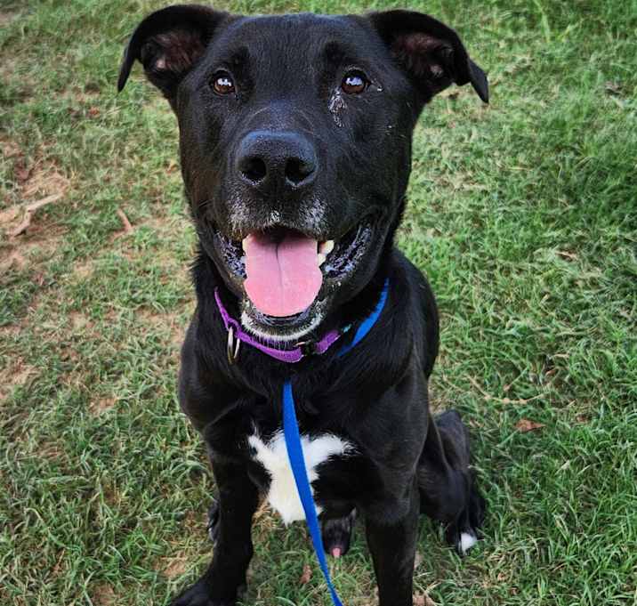 Photo of Huckleberry 