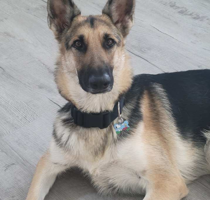 Photo of Sheba
