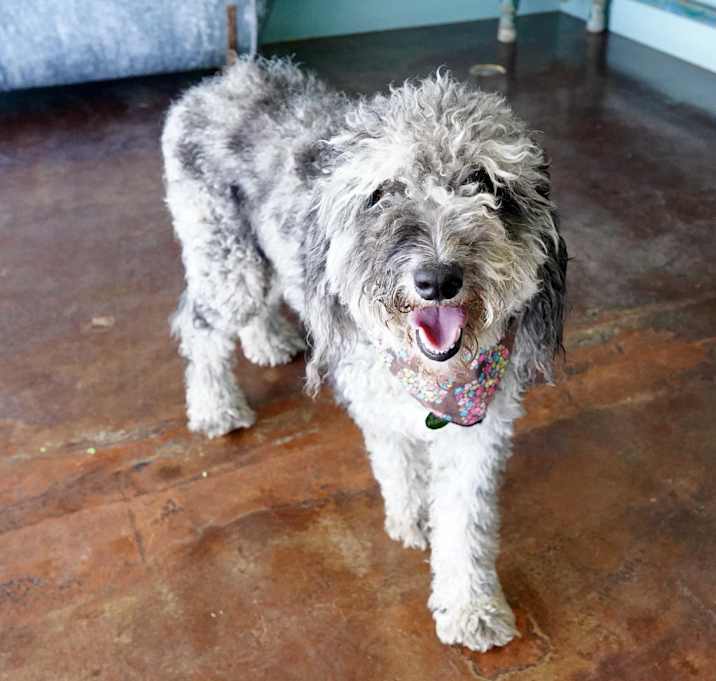 Photo of Cookie