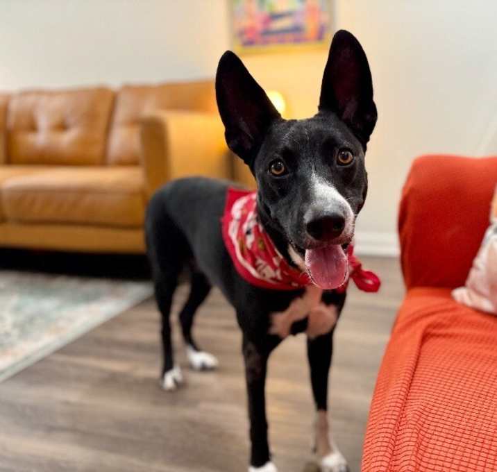 Photo of Sophie Disco Dot Loyal and Gentle