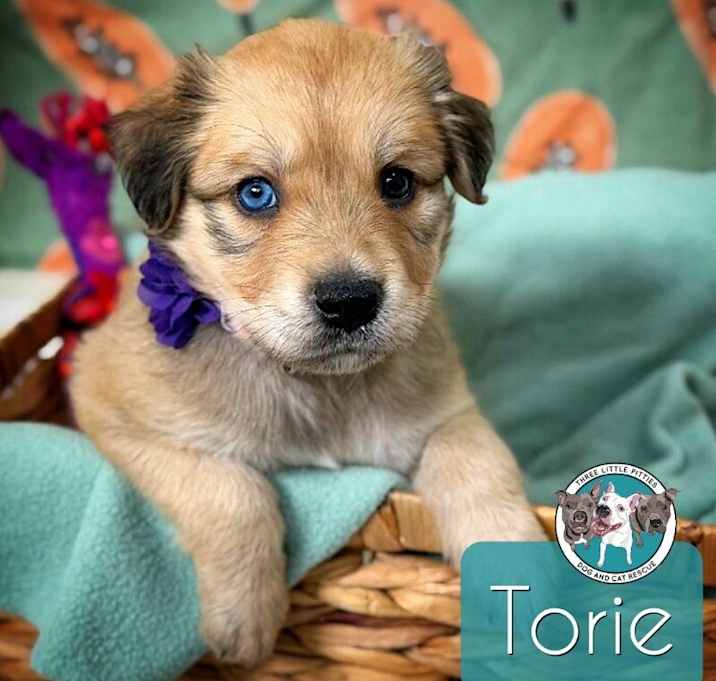 Photo of Torie Little