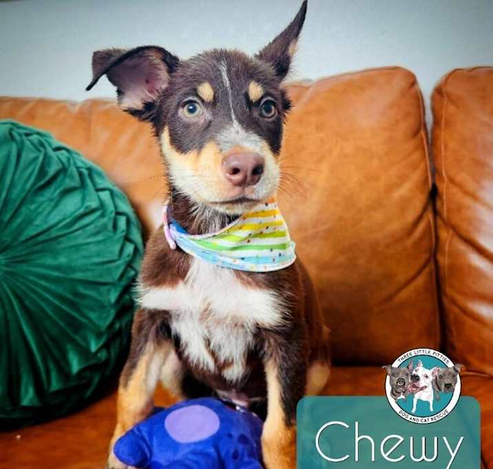 Photo of Chewy Channelview