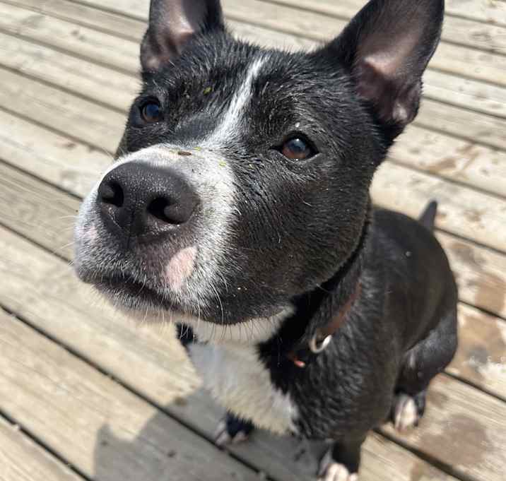 Photo of Hudson
