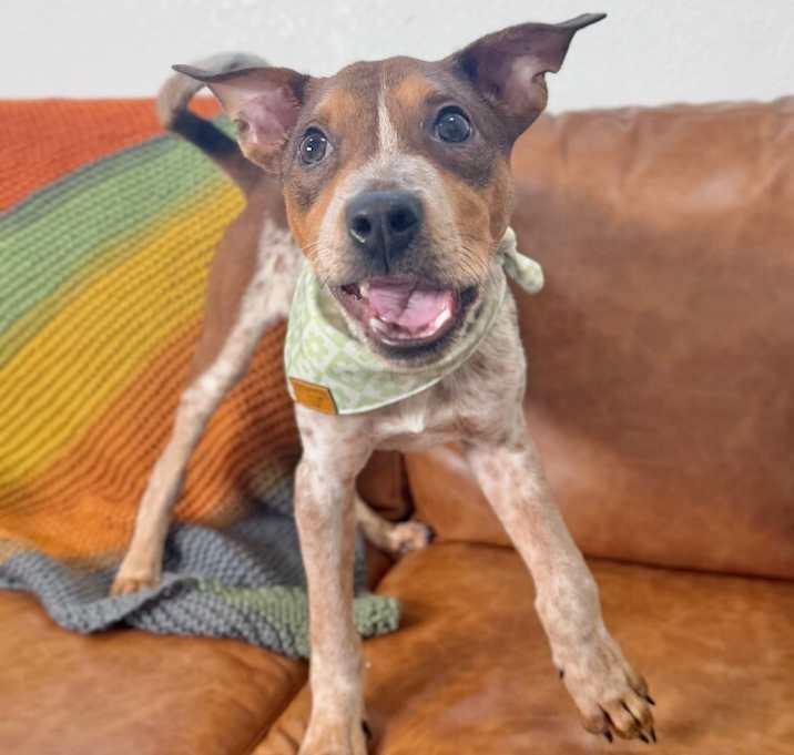 Photo of Rusty Happy Boy