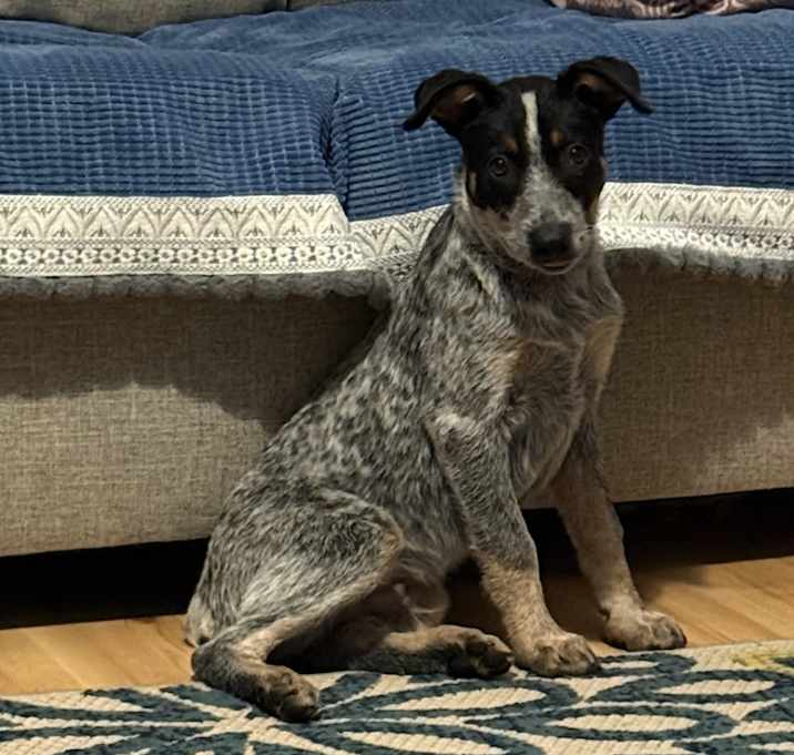 Photo of Beaux