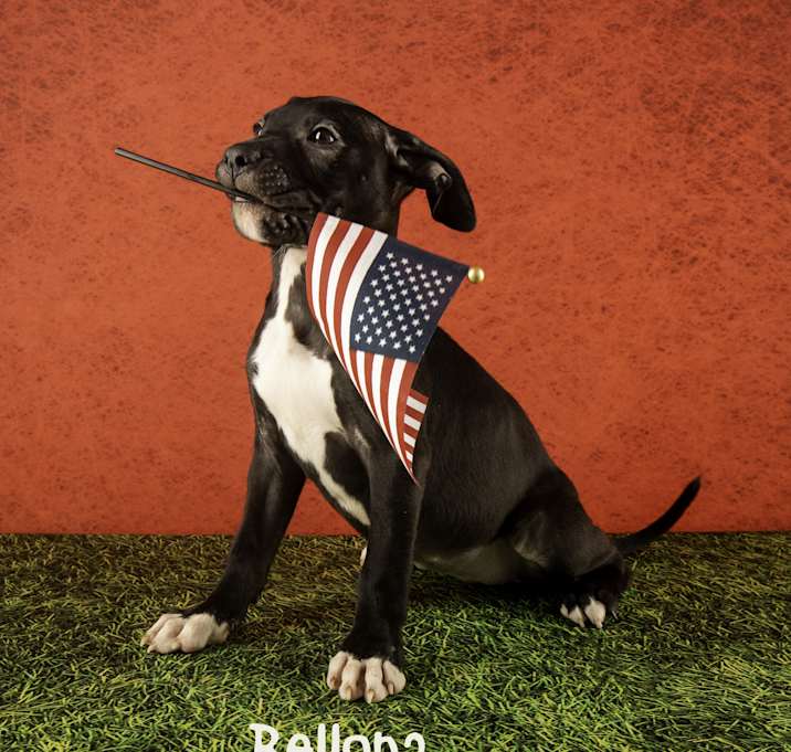 Photo of Bellona