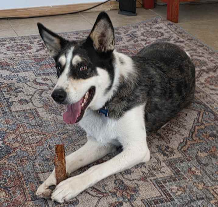 Photo of Gideon