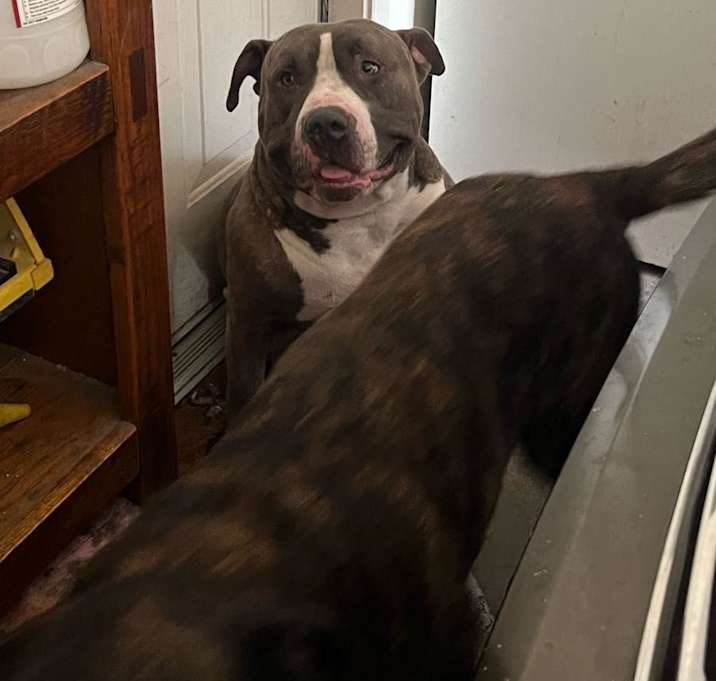 Photo of Ace