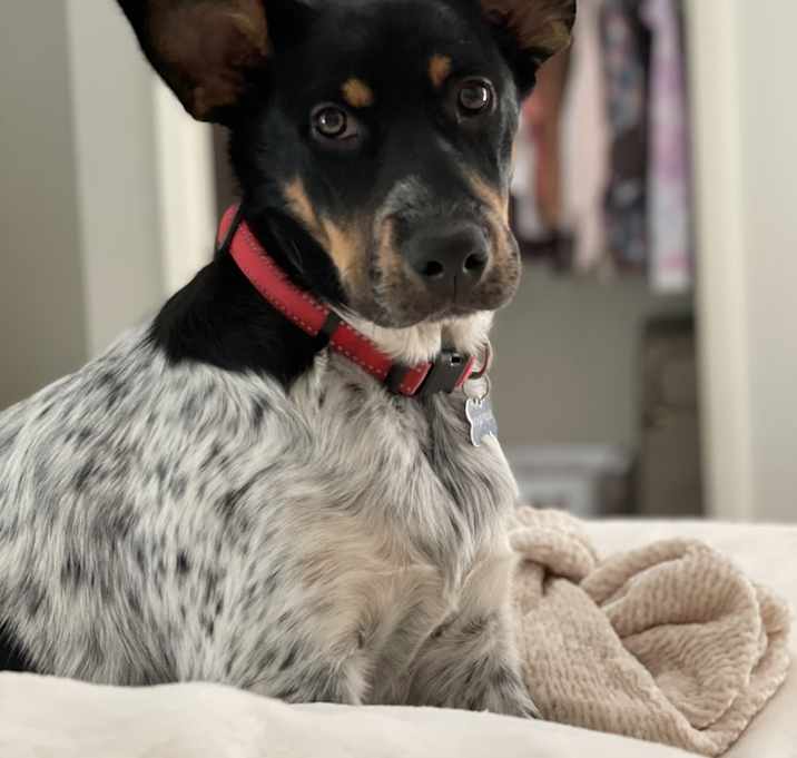 Photo of Bo